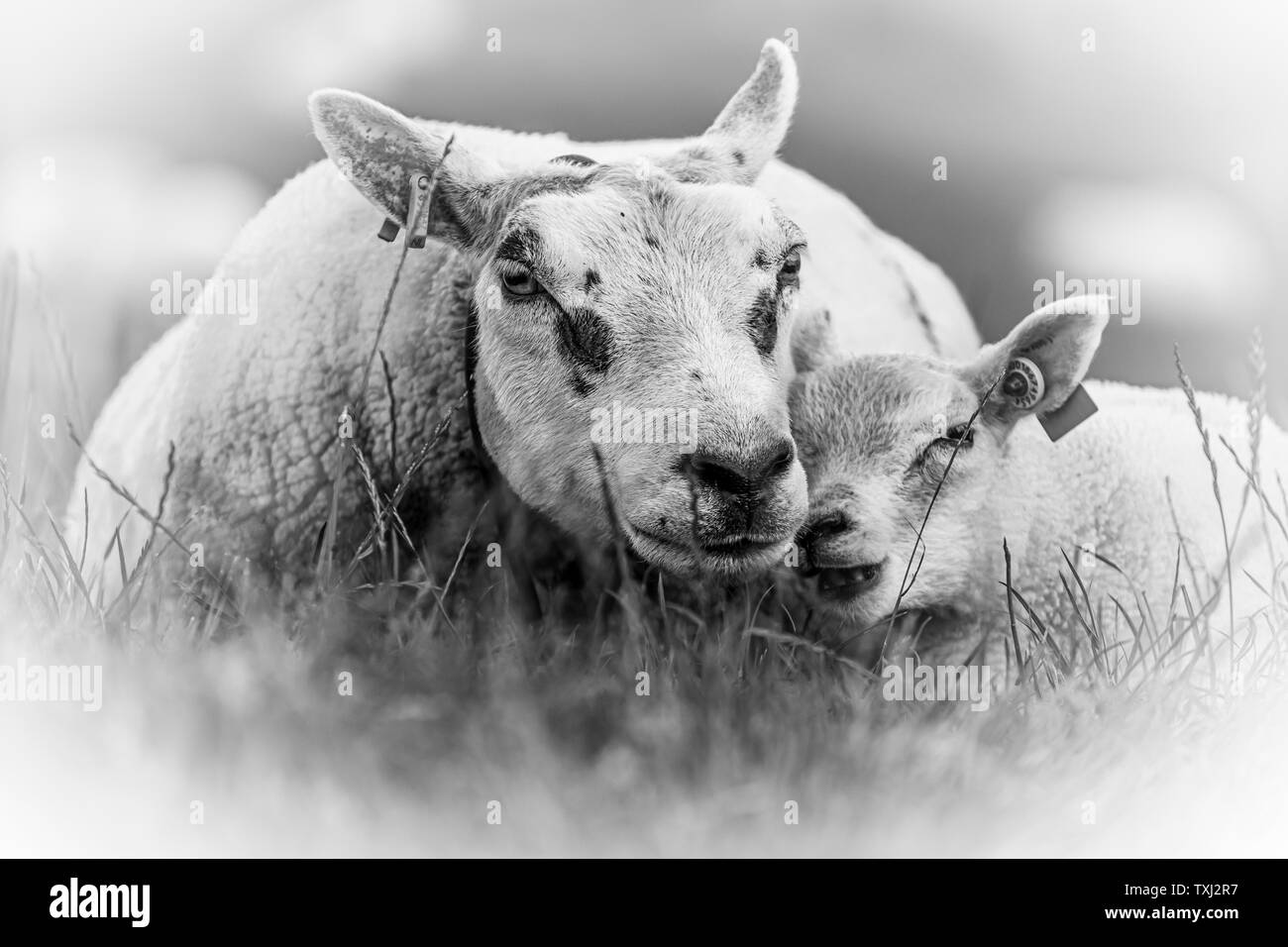 Mouton et agneau maman et bébé noir et blanc portrait photo Banque D'Images