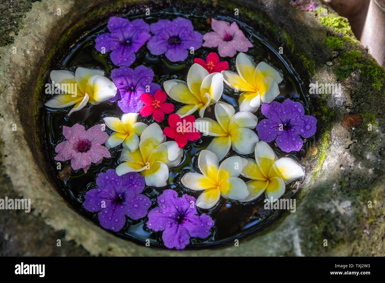 Fleurs de frangipanier et Pétunia mexicain flottant dans l'eau dans un bol en pierre. Bali, Indonésie. Banque D'Images