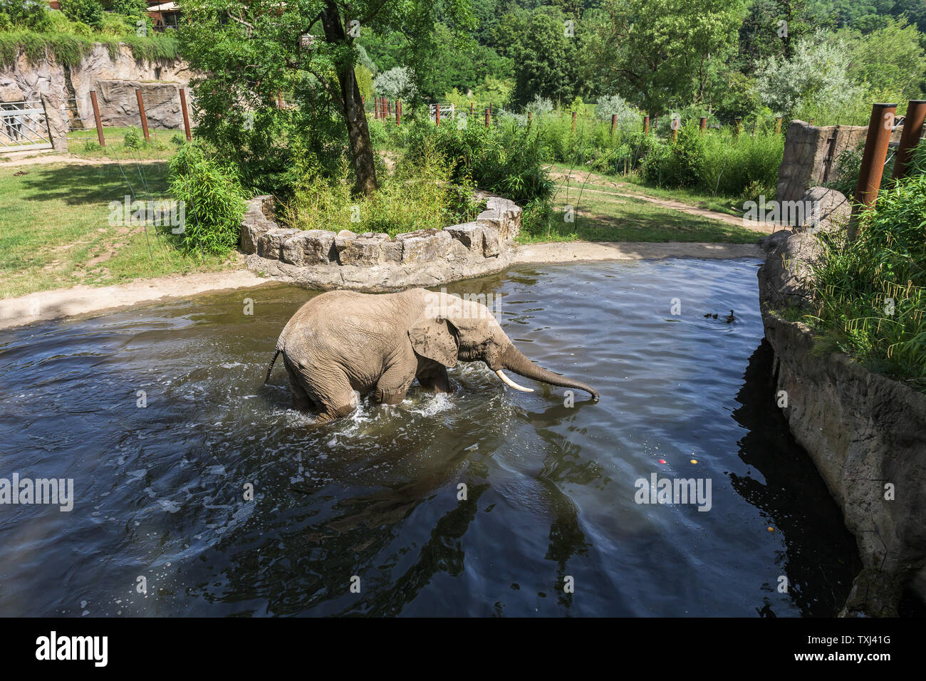 Kronberg im Taunus, Allemagne. 25 Juin, 2019. Un éléphant d'Afrique bains dans l'eau de l'enceinte de l'éléphant au cours d'une conférence de presse à l'Opel Zoo. Credit : Silas Stein/dpa/Alamy Live News Banque D'Images