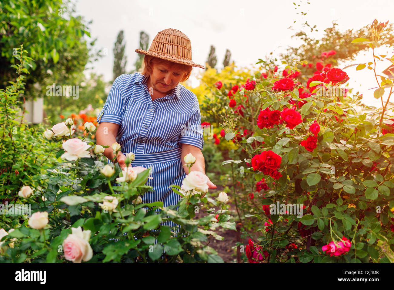 Senior woman des fleurs au jardin. Middle-aged woman hugging rose rose bush. Concept de jardinage. Vie Banque D'Images