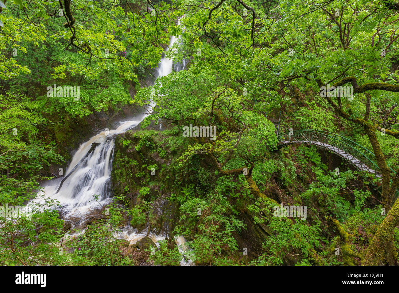 Passerelle et cascade sur la Mynach Falls, Pont du Diable, la vallée de Rheidol, Ceredigion, pays de Galles Banque D'Images