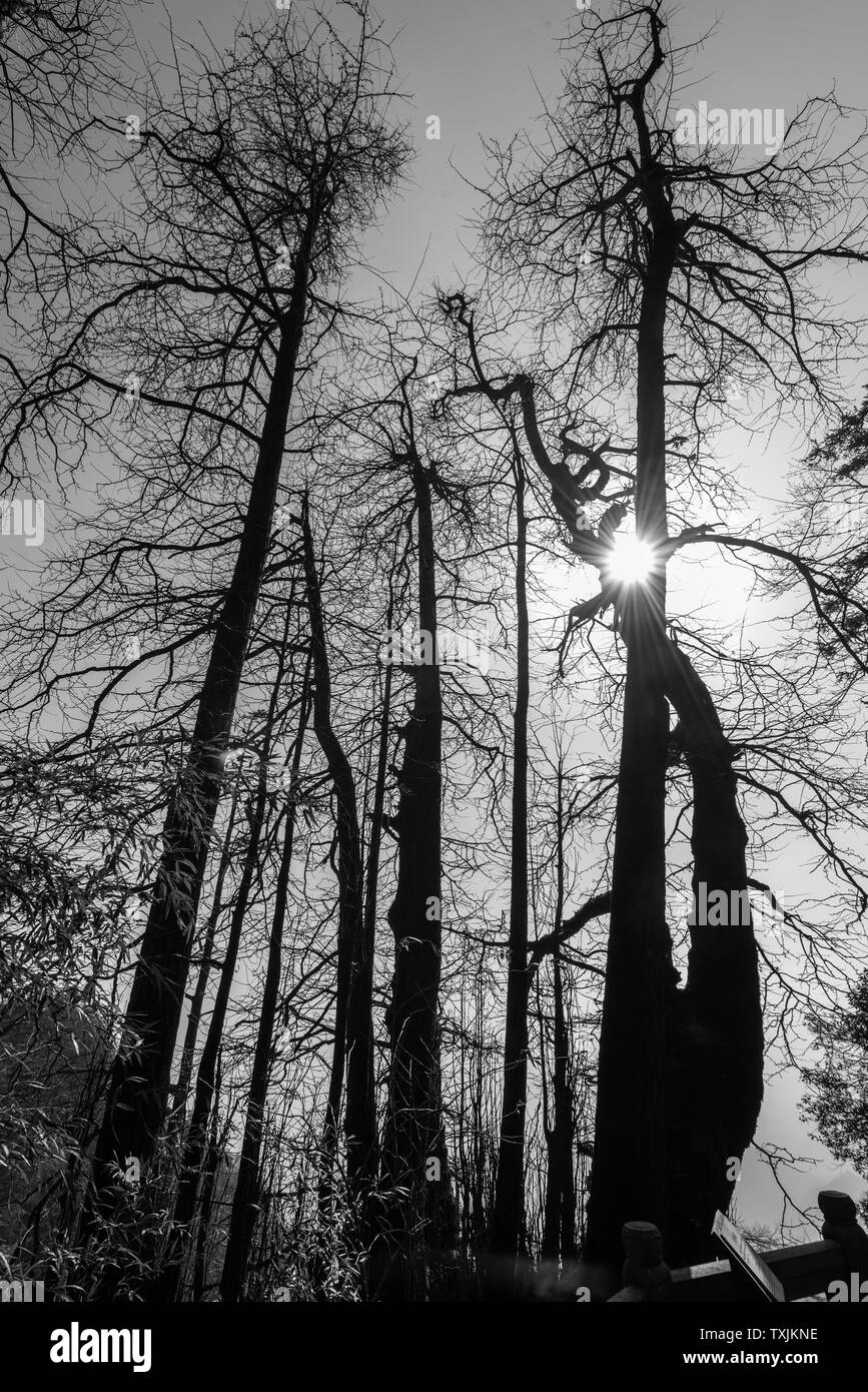 Tianmu Mountain V, Ginkgo biloba, 12 000. Banque D'Images