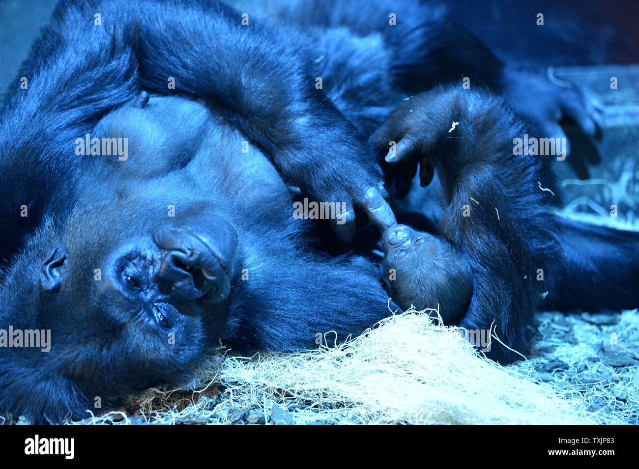 Fixant sous une lumière bleue simulant lune, Bana, une espèce en voie de gorille de plaine de l'ouest, tient son bébé Patty au Lincoln Park Zoo le 13 novembre 2012 à Chicago. Patty est né en octobre, mais si étroitement surveillé par sa mère qu'il a fallu un mois avant le personnel de soins aux animaux du zoo de déterminer avec certitude l'enfant était une femelle, annonçant les résultats mardi. UPI/Brian Kersey Banque D'Images