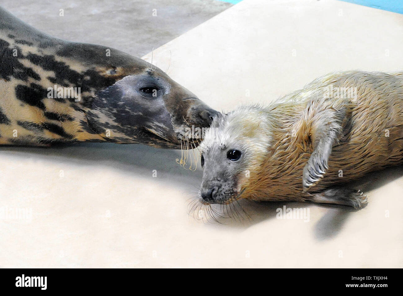 Lanugo Banque D Image Et Photos Alamy