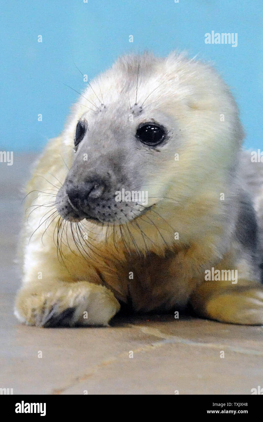 Lanugo Banque D Image Et Photos Alamy