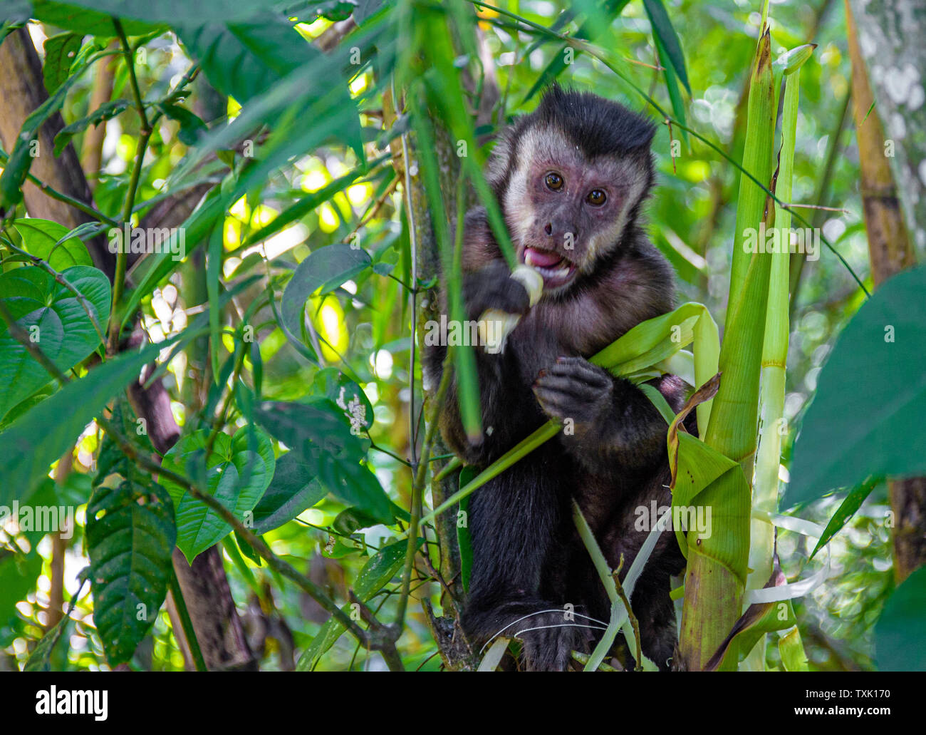 Singe sauvage sur un arbre de manger au Brésil Banque D'Images