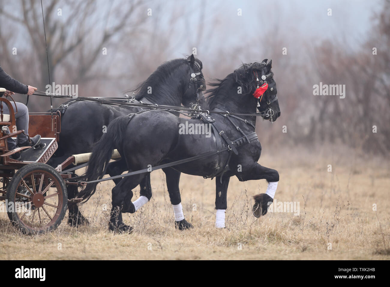 Deux beaux chevaux noirs ornés tirer un chariot. Banque D'Images