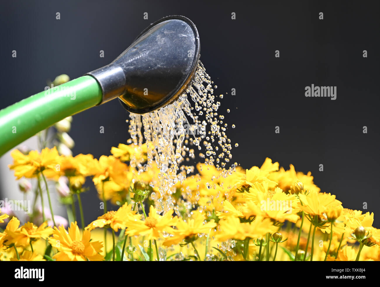 Freiburg, Allemagne. 25 Juin, 2019. Un jardinier d'arroser les fleurs 'girl's eye (Coreopsis)' à la cathédrale marché avec un arrosoir. Crédit : Patrick Seeger/dpa/Alamy Live News Banque D'Images