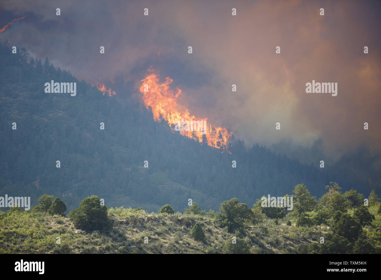 Arbres aller en flammes comme des changements dans les vents ont poussé le feu dans la Canyon Waldo quartiers ouest de Foothills Colorado Springs, au Colorado, détruisant de nombreuses maisons le 26 juin 2012. La cause de l'incendie est inconnue. UPI/Trevor Brown Jr. Banque D'Images