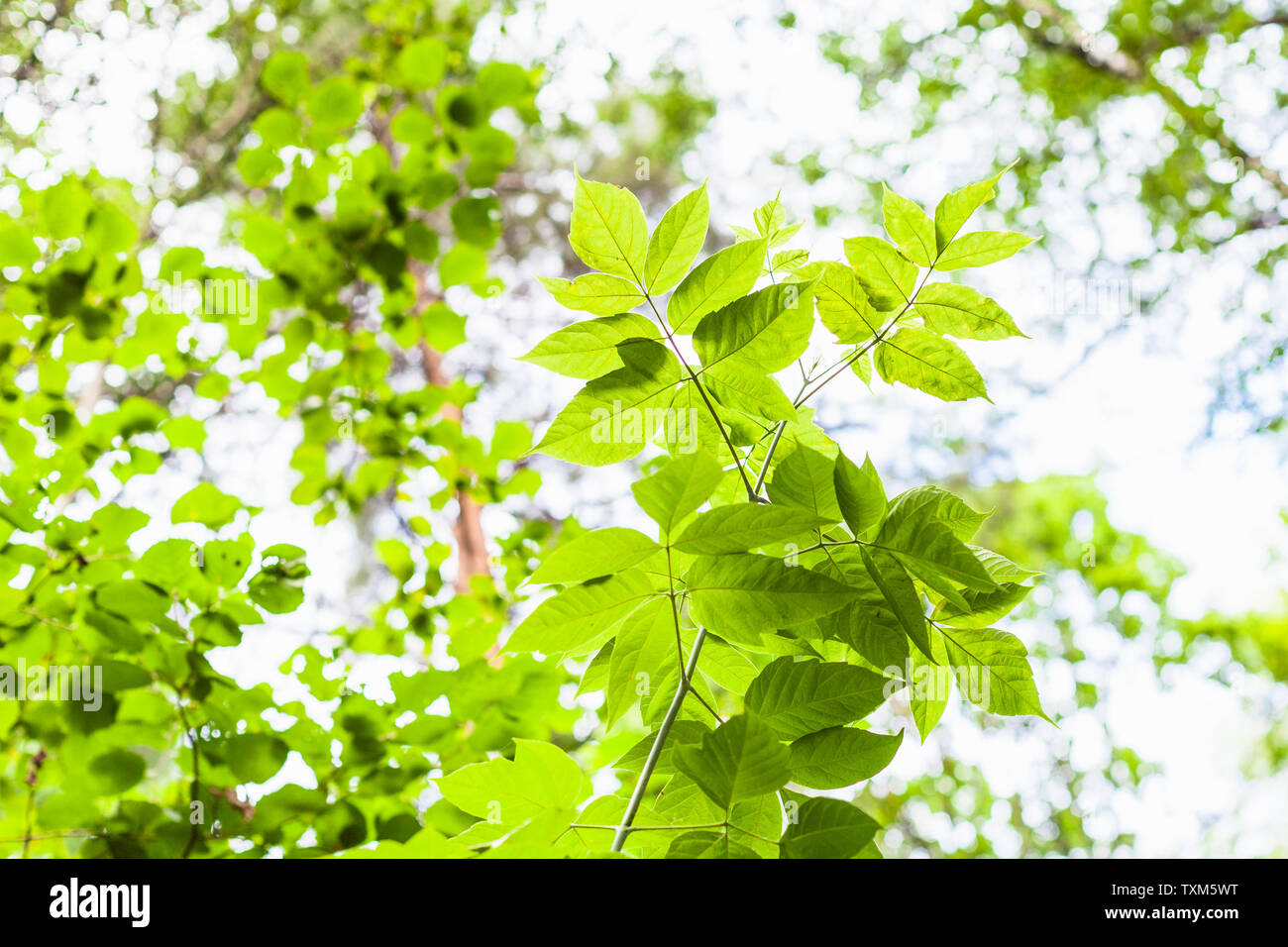 Frêne érable brindille avec des feuilles vertes et forêt en arrière-plan flou Banque D'Images