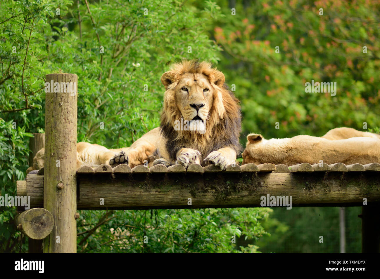 Un homme Lion asiatique flanquée de deux femelles. Banque D'Images