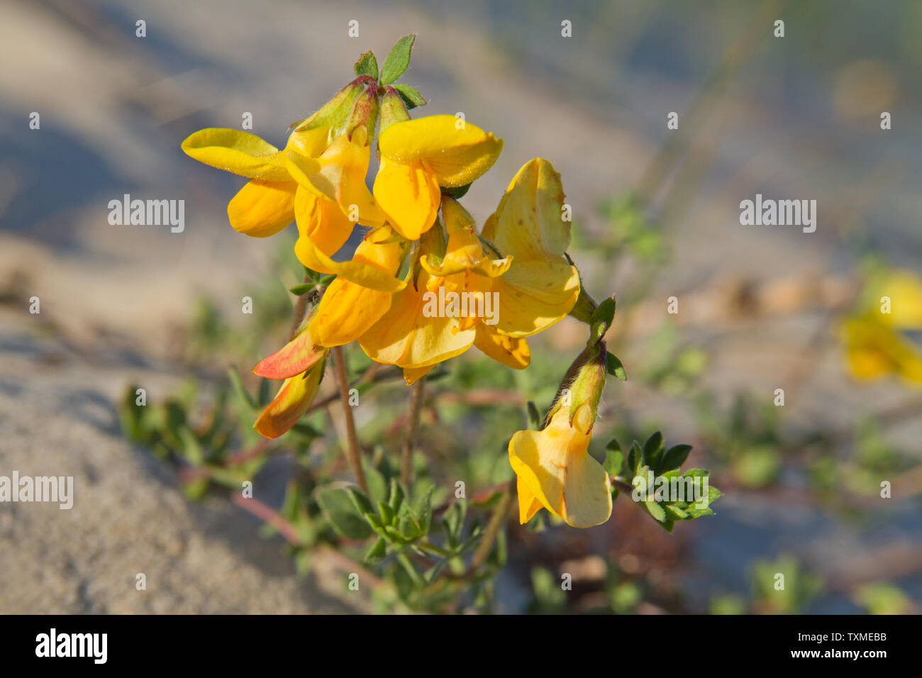 Gros plan de la fleur jaune de Lotus corniculatus, Commun lotier, poussant dans le sable des dunes Banque D'Images