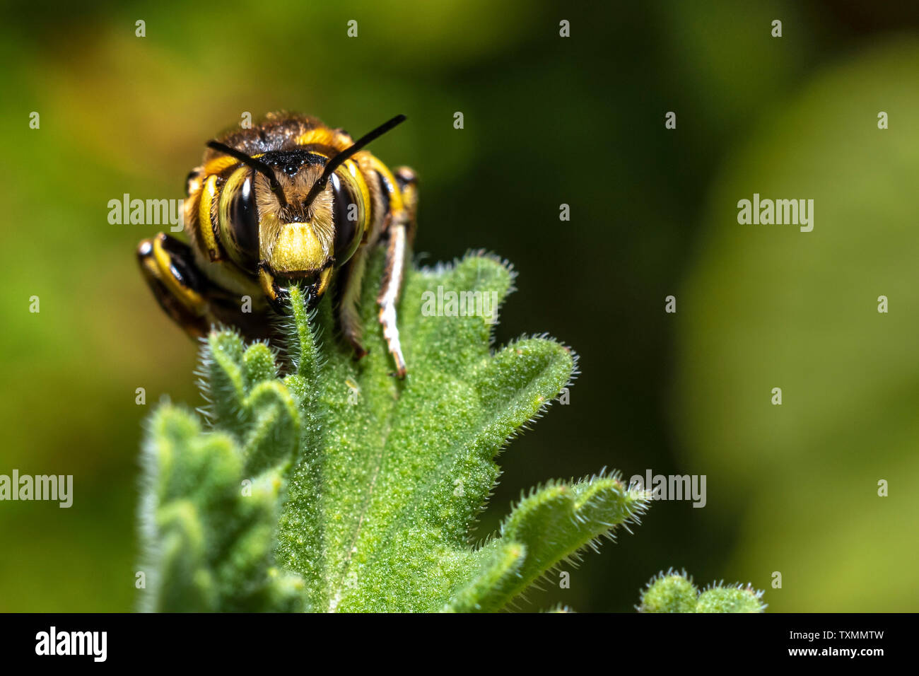 Bourdon (Bombus) sur une feuille, à la tête de Pélargonium tout droit à l'appareil photo Banque D'Images