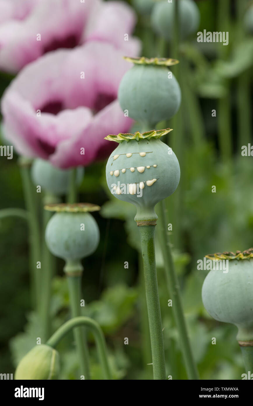 La graine en montrant du pavot à opium récoltée pour sa sève de cas utilisés pour la médecine et les médicaments, de nouvelles réductions de pleurs en latex Banque D'Images
