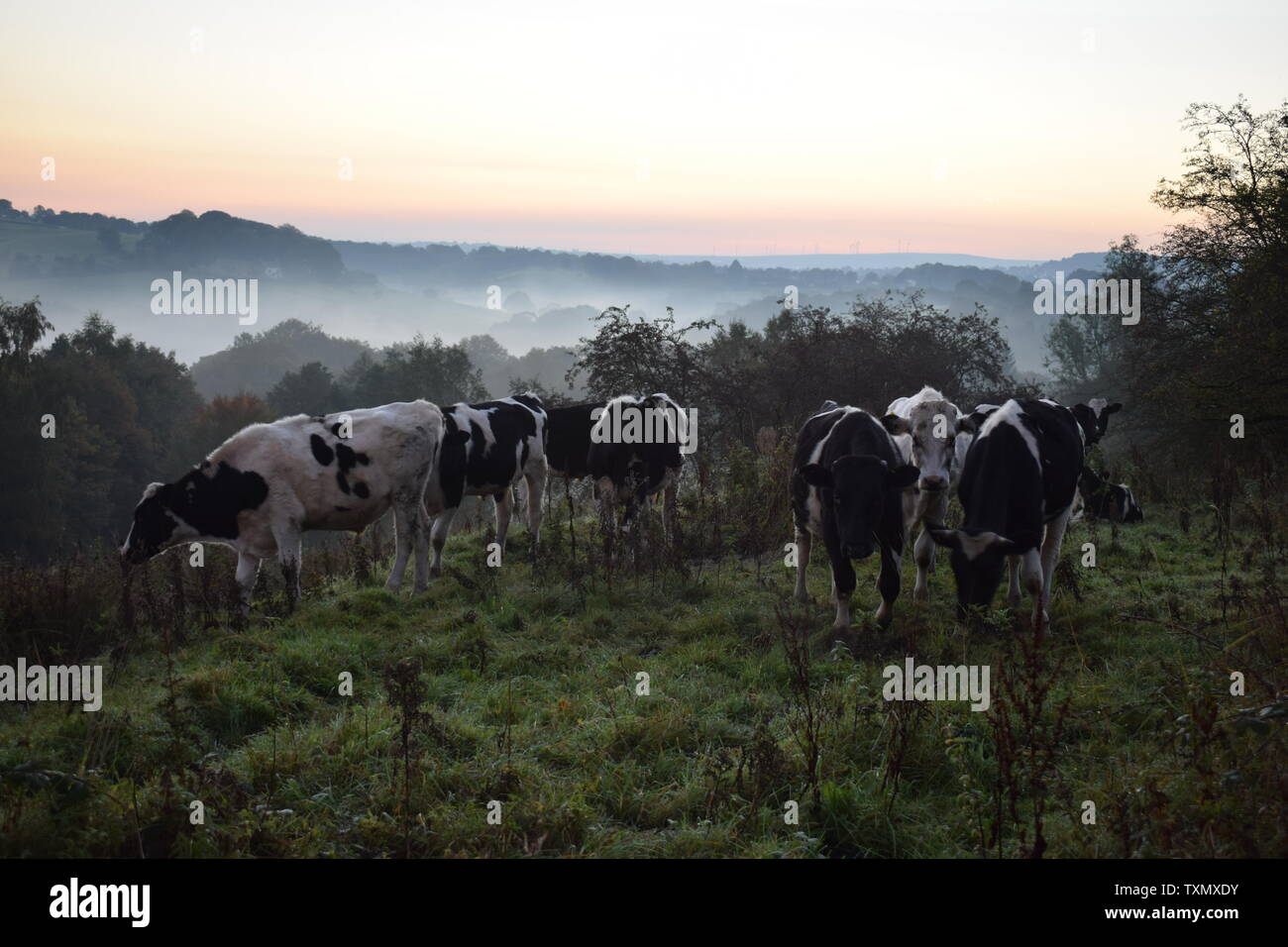 Les vaches dans le brouillard de l'aube Banque D'Images
