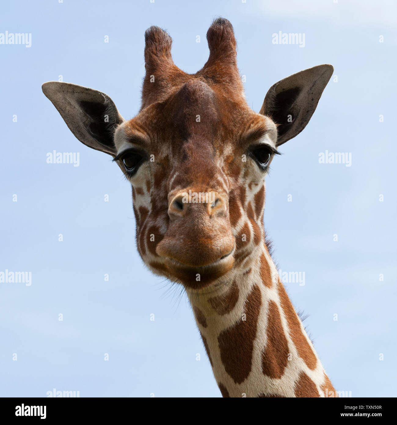 Giraffe réticulée Banque D'Images