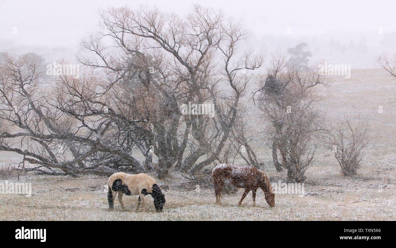 Une tempête de printemps commence dans la région de Denver qui devrait laisser 4 à 6 pouces sur le terrain le 16 avril 2008. Deux chevaux trouver leurs pâturages d'accumuler la neige. (Photo d'UPI/Gary C. Caskey Banque D'Images