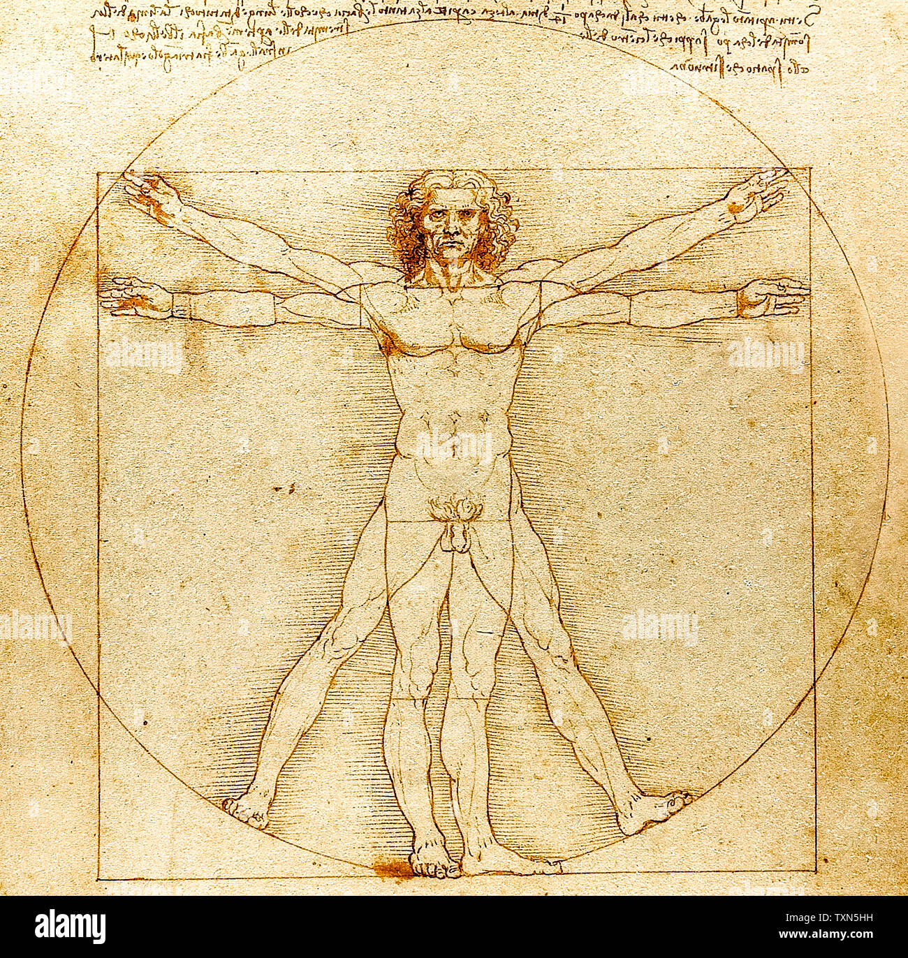 Léonard de Vinci, homme de Vitruve, dessin, vers 1492 Banque D'Images