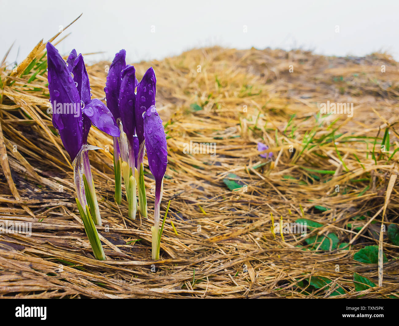 Les crocus en fleurs alpines dans la prairie sur le sommet de montagnes des Carpates. Des gouttes de rosée sur les belles fleurs violet dans une pluie froide spr Banque D'Images