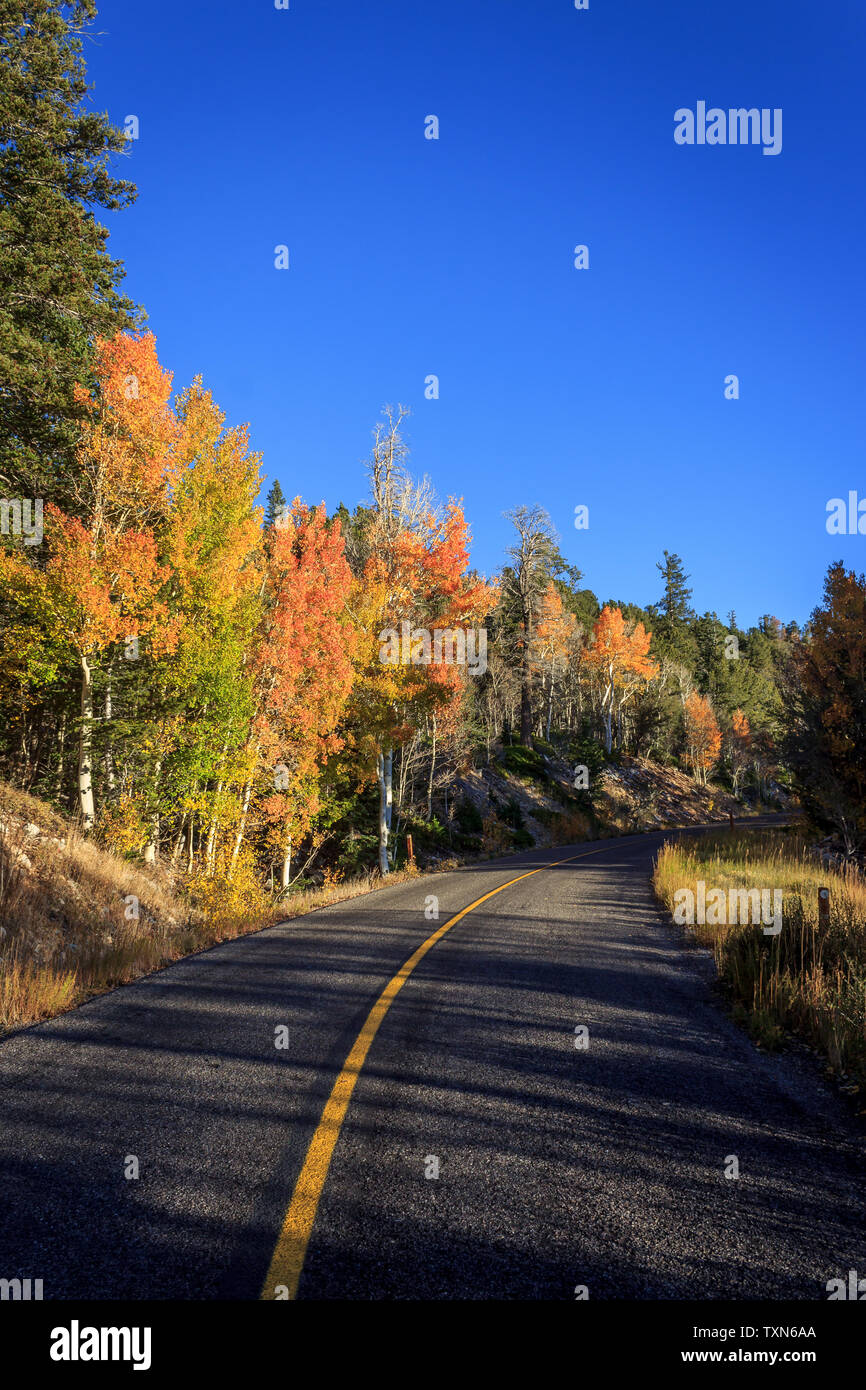 Couleurs d'automne le long de la route de Wheeler Peak, le Parc National du Grand Bassin, Nevada, USA Banque D'Images