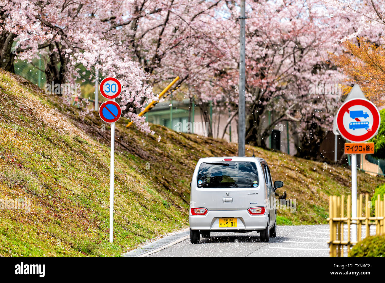 Kyoto, Japon - 10 Avril 2019 : quartier résidentiel de printemps avec la chute des pétales de cerisiers en fleurs en avril sur rue avec voiture Banque D'Images