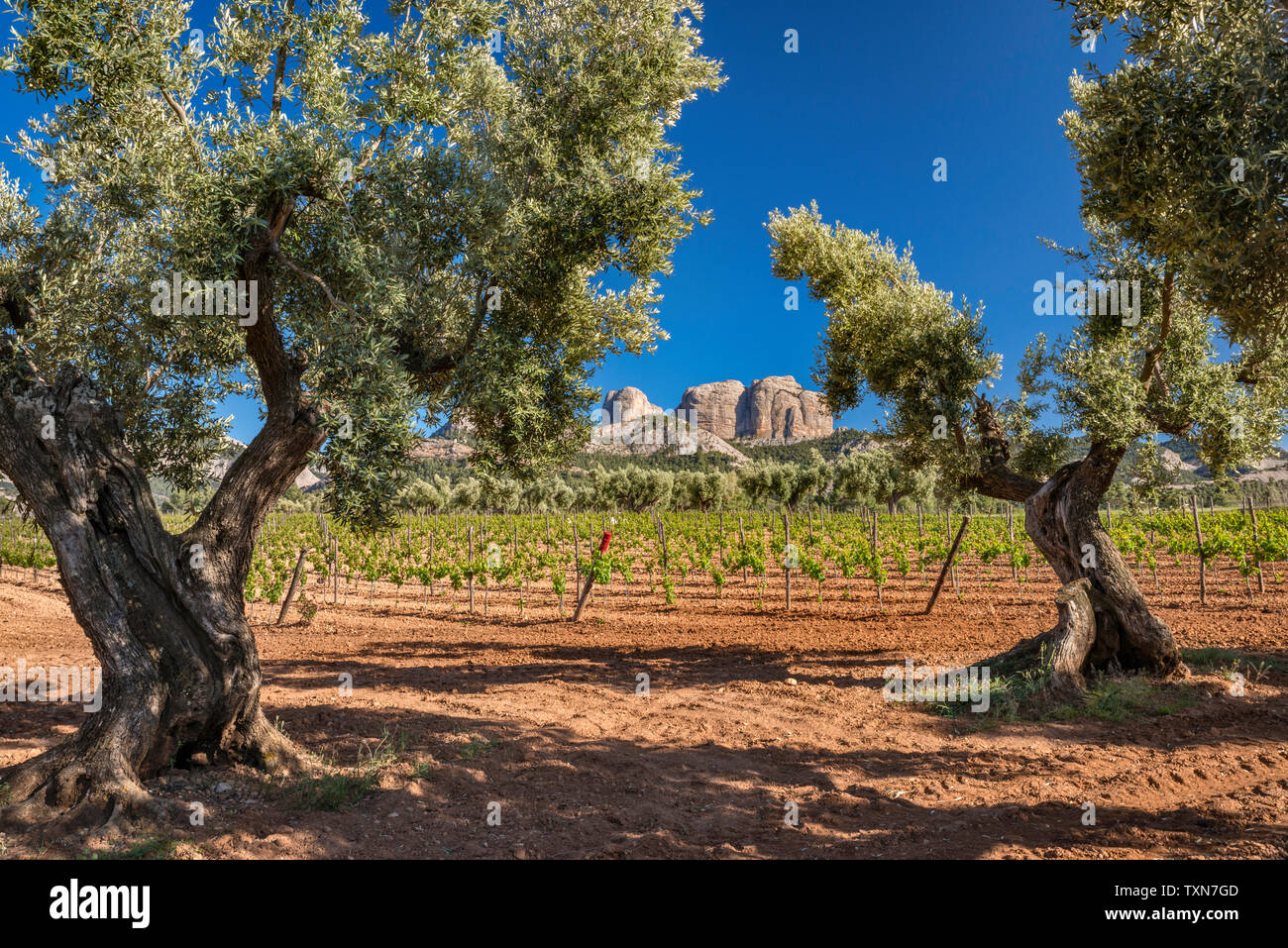 De vieux oliviers, vigne, Roques de Benet à distance, Ports de Tortosa-Beseit aka massif Els Ports, Terra Alta région viticole, Catalogne Espagne Banque D'Images