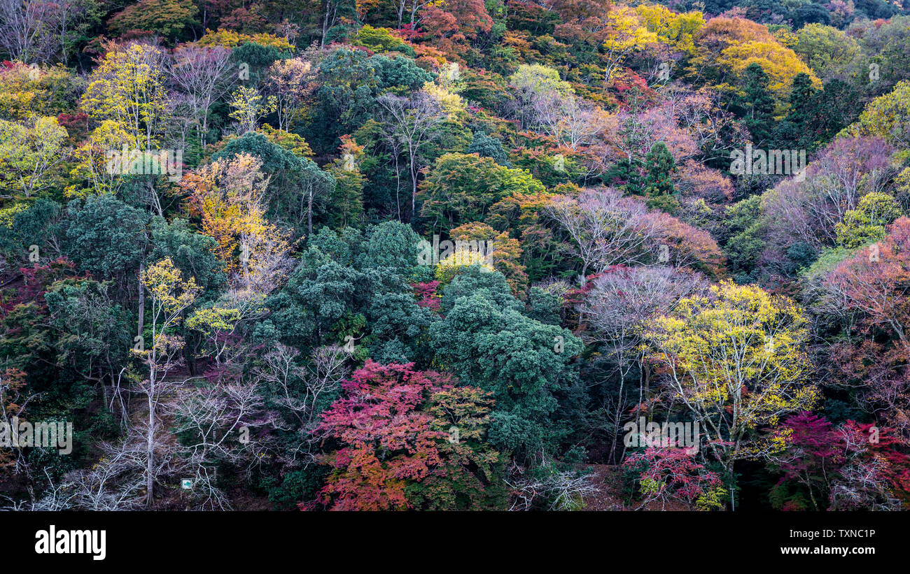 Changer la couleur des feuilles des arbres en automne à la montagne Arashiyama, Kyoto, Kansai, Japon. Banque D'Images