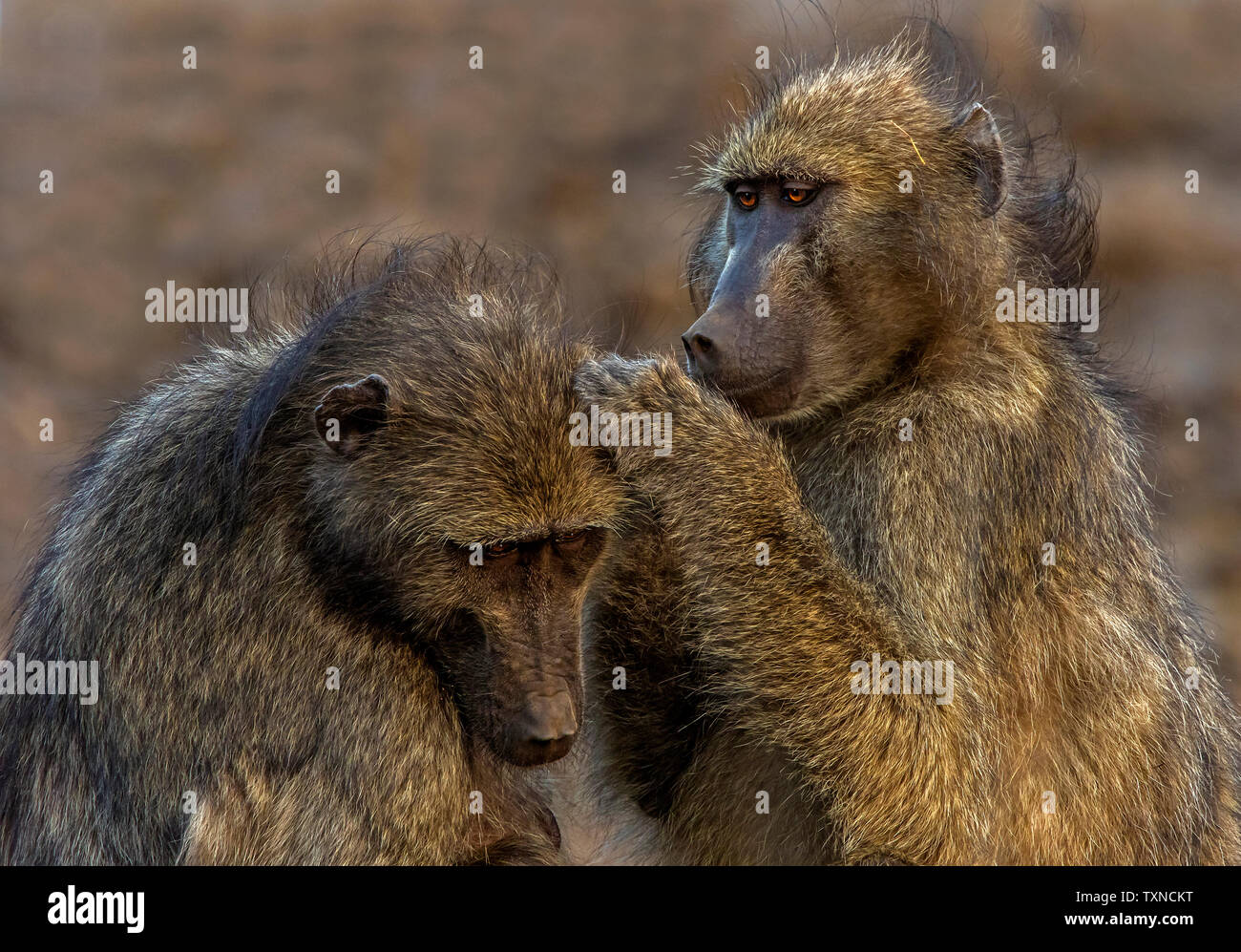 Des babouins Chacma chaque toilettage autres, Kruger National Park, Afrique du Sud Banque D'Images