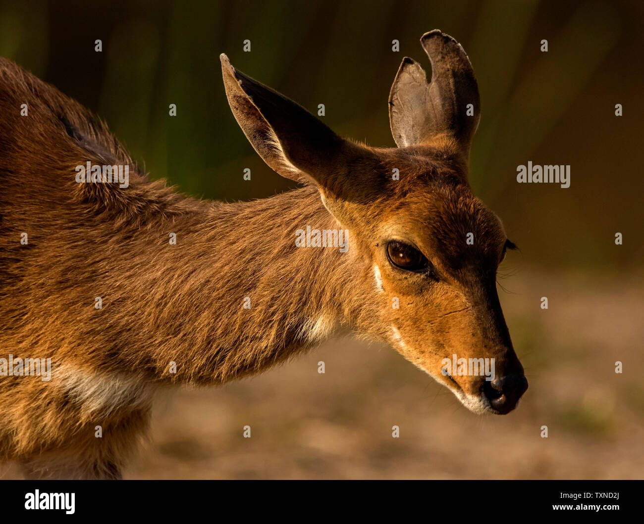 Bushbuck, tête et épaules Vue de côté, Kruger National Park, Afrique du Sud Banque D'Images