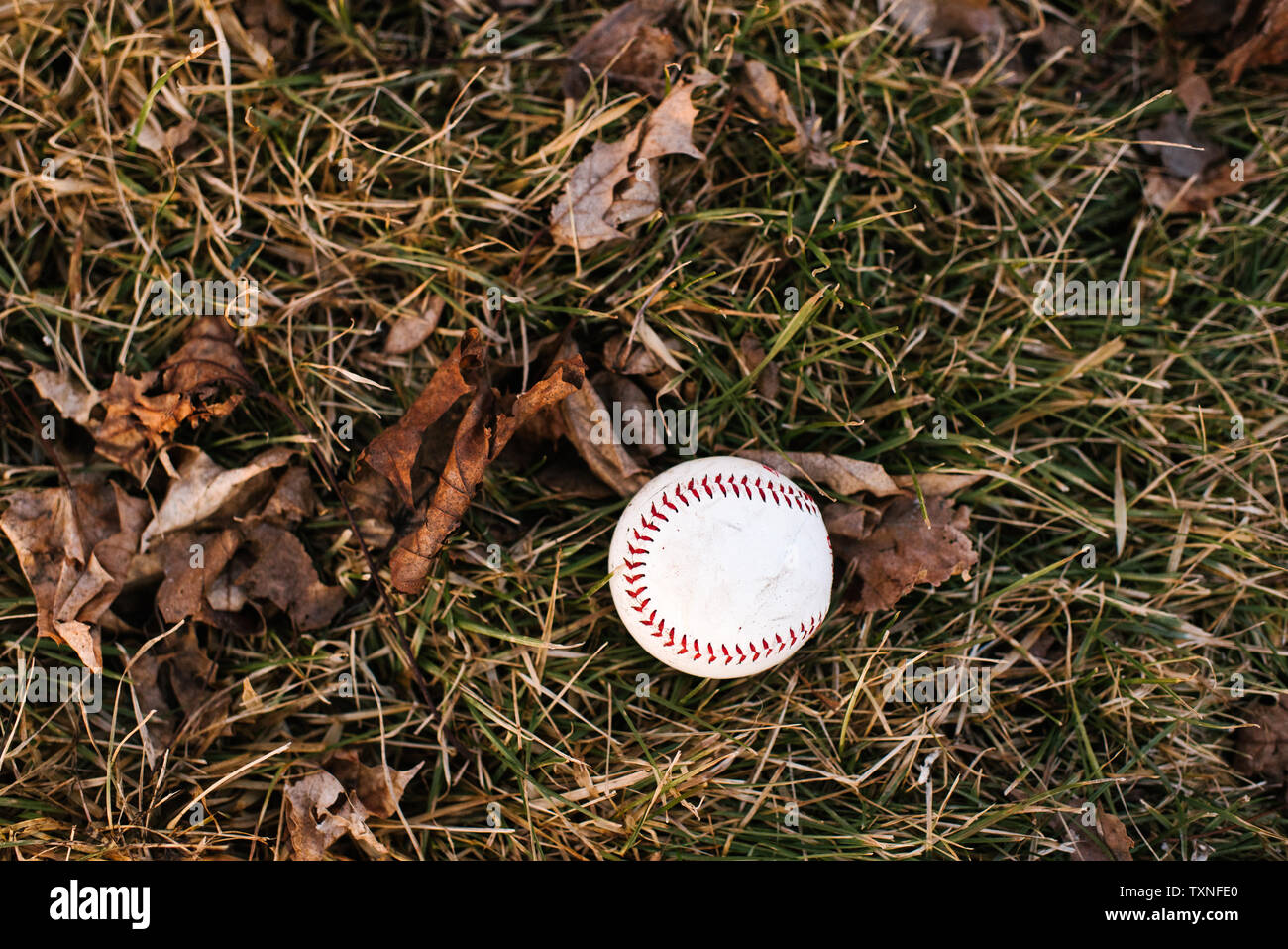 Balle de baseball sur l'herbe humide avec les feuilles d'automne, overhead view Banque D'Images