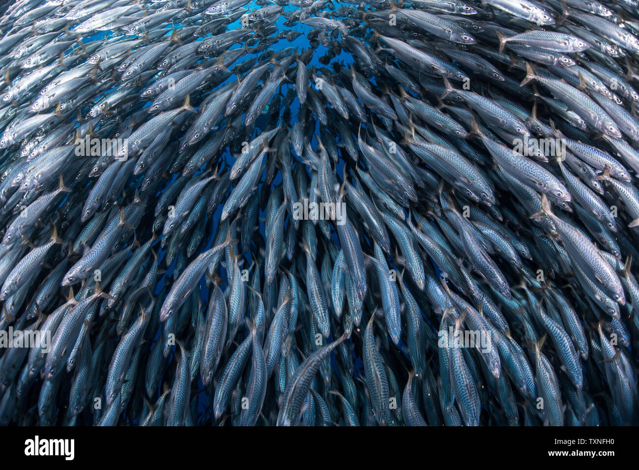 Le maquereau baitballs sous l'eau, Punta Baja, Baja California, Mexique Banque D'Images