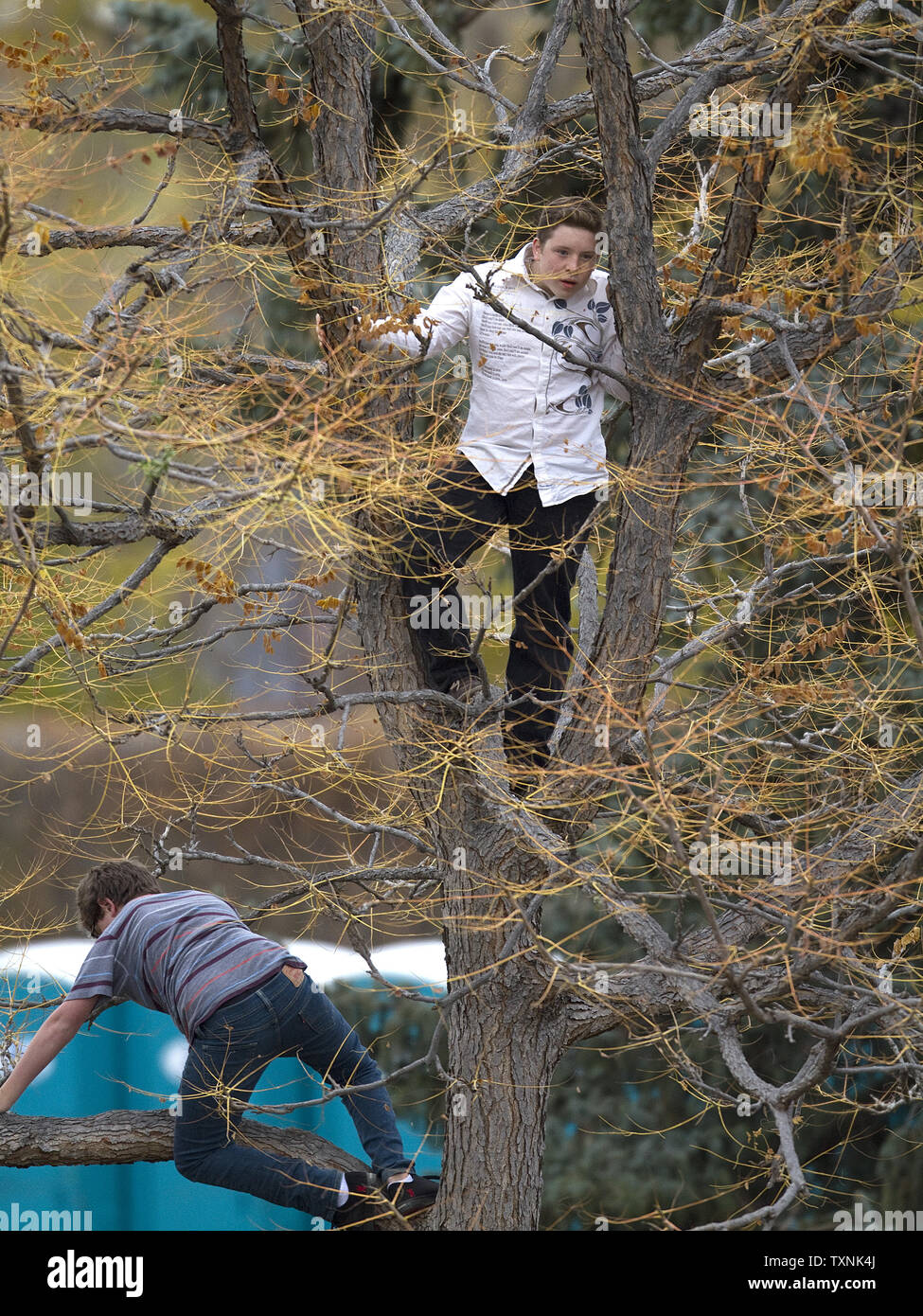 Jeunes escalader un arbre pour avoir une meilleure vue du Président Barack Obama lors d'un rassemblement électoral à Parc de la ville de Denver le 24 octobre 2012. UPI/Gary C. Caskey Banque D'Images