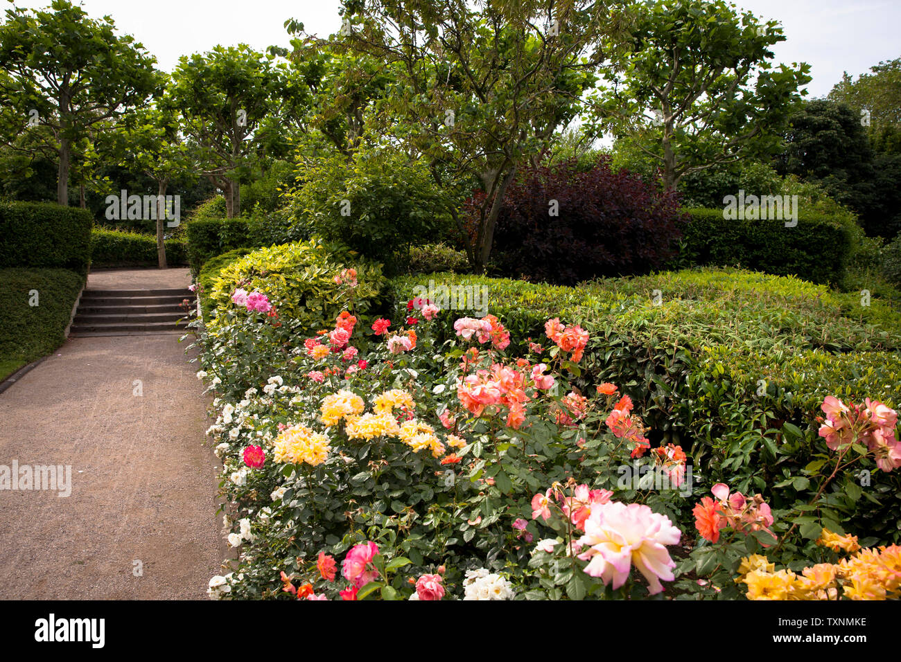 Le jardin de roses à Fort X, une partie de l'ancien anneau forteresse intérieure, Cologne, Allemagne. der Rosengarten am Fort X, einem Teil des ehemaligen inneren Banque D'Images