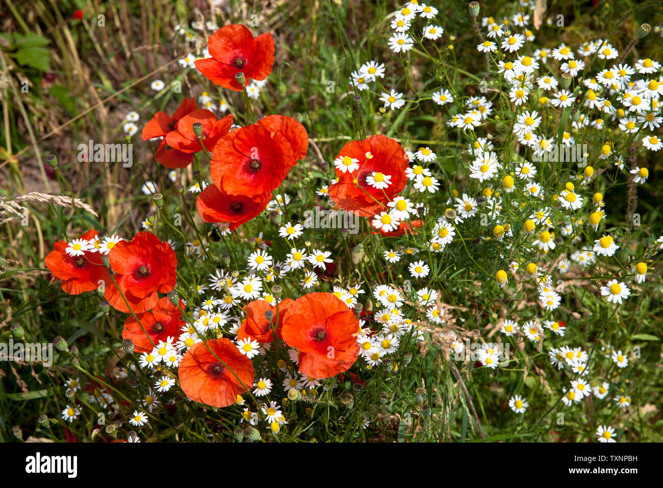 Coquelicot (Papaver) et la camomille (Matricaria) sur une marge sur le terrain dans le quartier Sondage, Cologne, Allemagne. Mohnblumen (pavot) und Kamillen (Matricaria) Banque D'Images