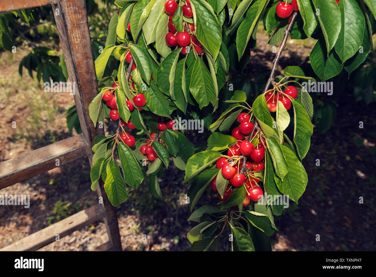Échelle en bois et les branches avec des grappes de cerises blanches mûres et dans un verger, Selective focus Banque D'Images Échelle en bois et les branches avec des grappes de cerises blanches mûres et dans un verger, Selective focus Banque D'Images