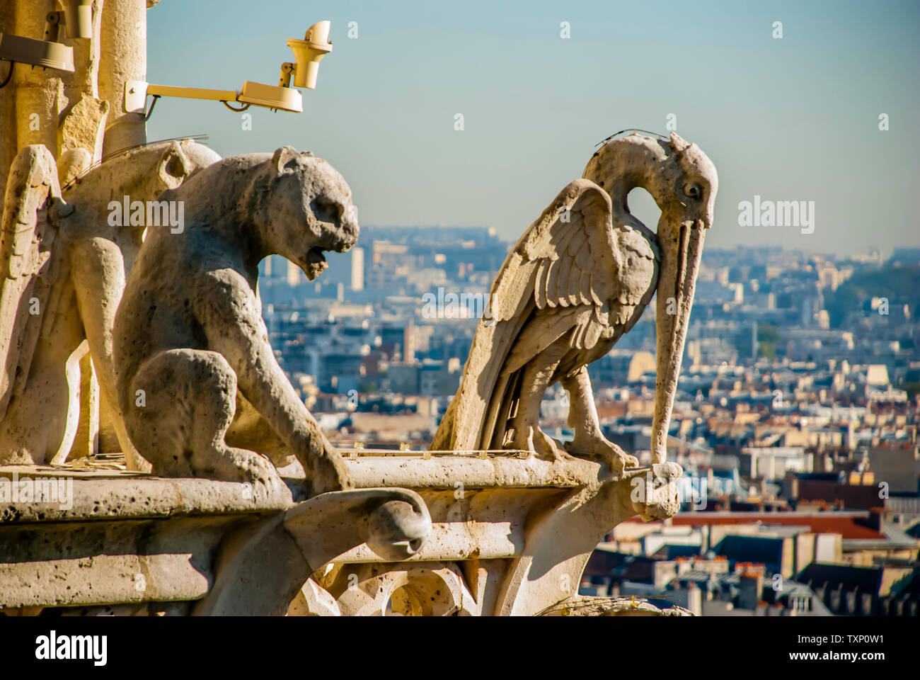 Le Stryge Chimera domine Paris du haut de Notre-Dame de Paris. Banque D'Images