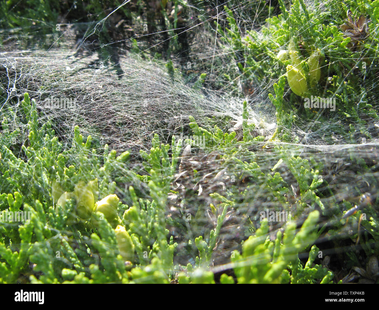 Spider's Web sur l'arbre Banque D'Images