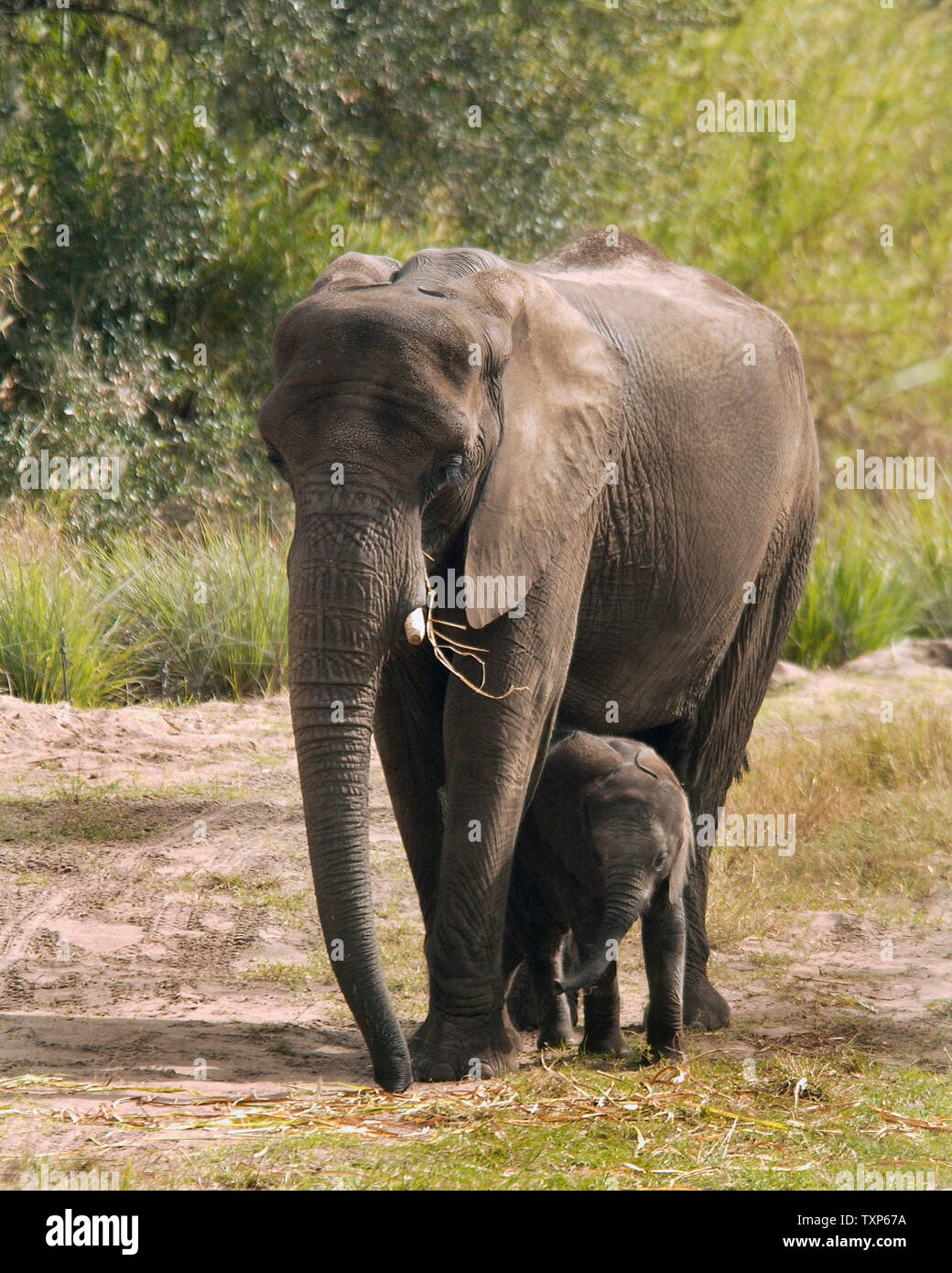 Le Nov 15, 2004 à Disney's Animal Kingdom près d'Orlando, Floride, Kianga, une femelle éléphant africain qui pesait 230 livres à la naissance, la deuxième naissance de l'éléphant dans le parc à thème, est protégé par sa mère Vasha qui est en détachement auprès du Zoo de Dallas. (Photo d'UPI/Marino / Cantrell) Banque D'Images