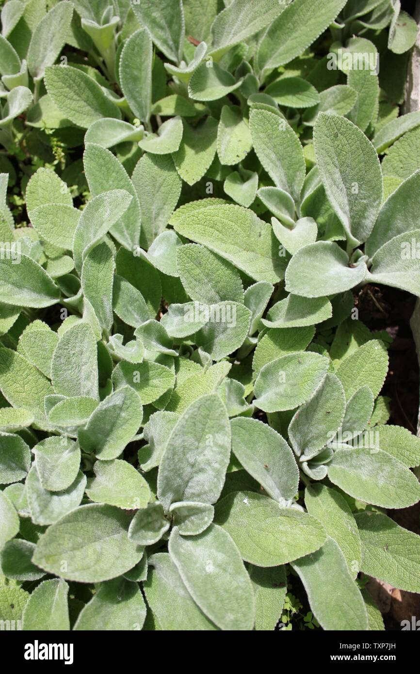 Les grandes oreilles l'oreille d'Agneau Stachys byzantina, comtesse Helen von Stein, woolly hedgenettle, Stachys lanata, Stachys olympica. Banque D'Images