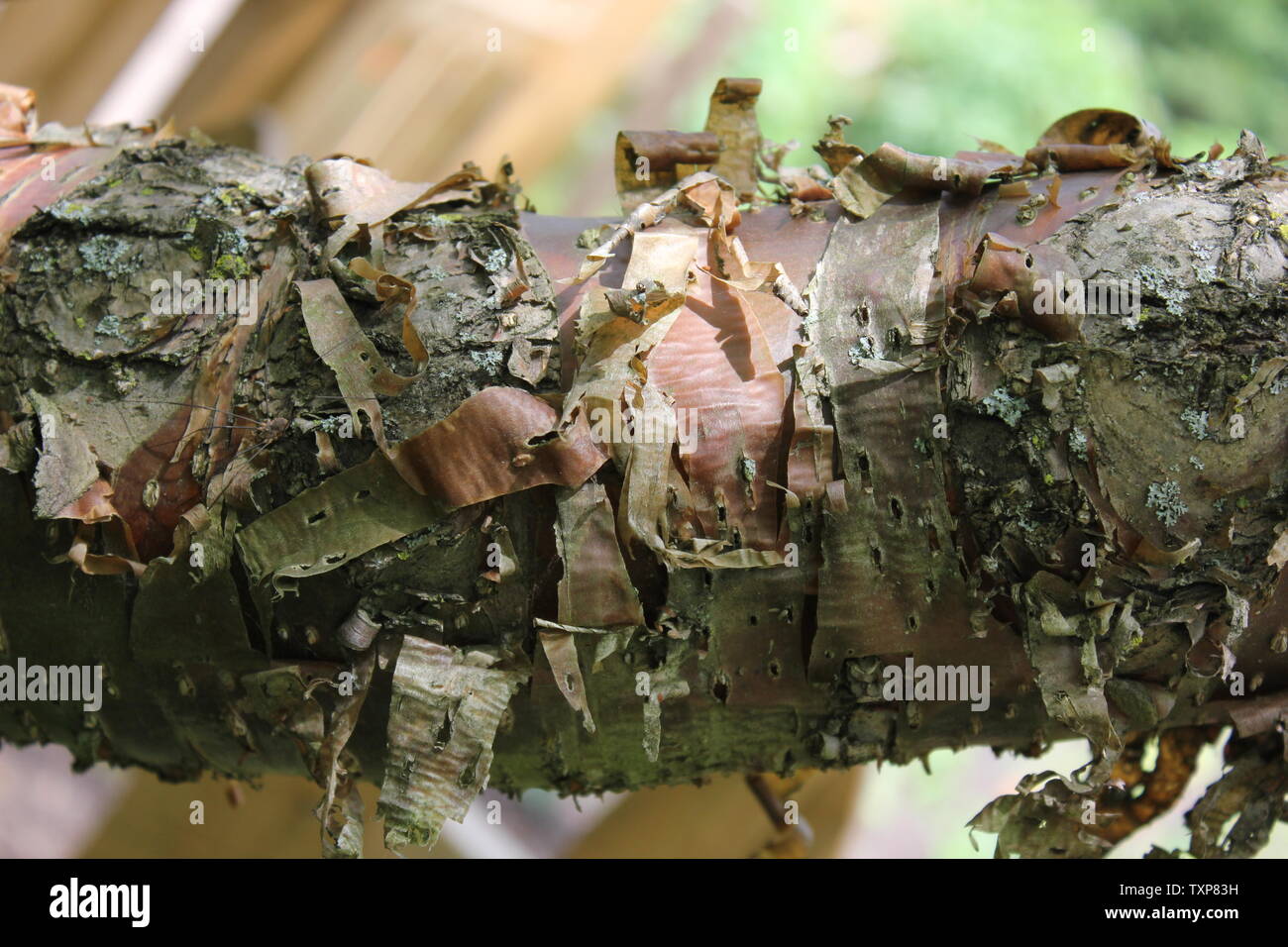L'écorce de couleur ambre de la Chine Pekin Show, lilas Syringa pekinensis. Banque D'Images