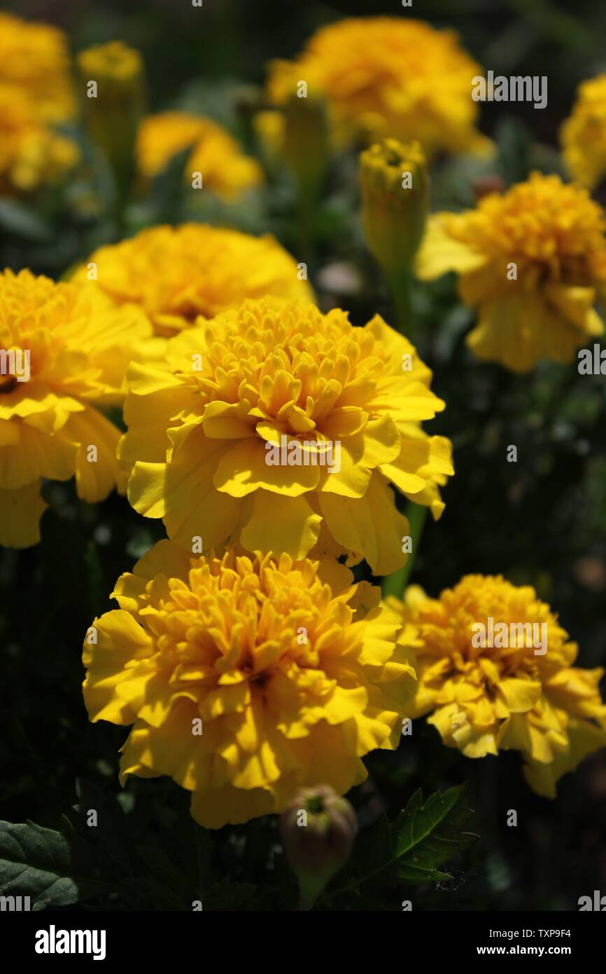 Yellow Zinnia elegans fleurs en pleine floraison au jardin de la communauté locale. Banque D'Images