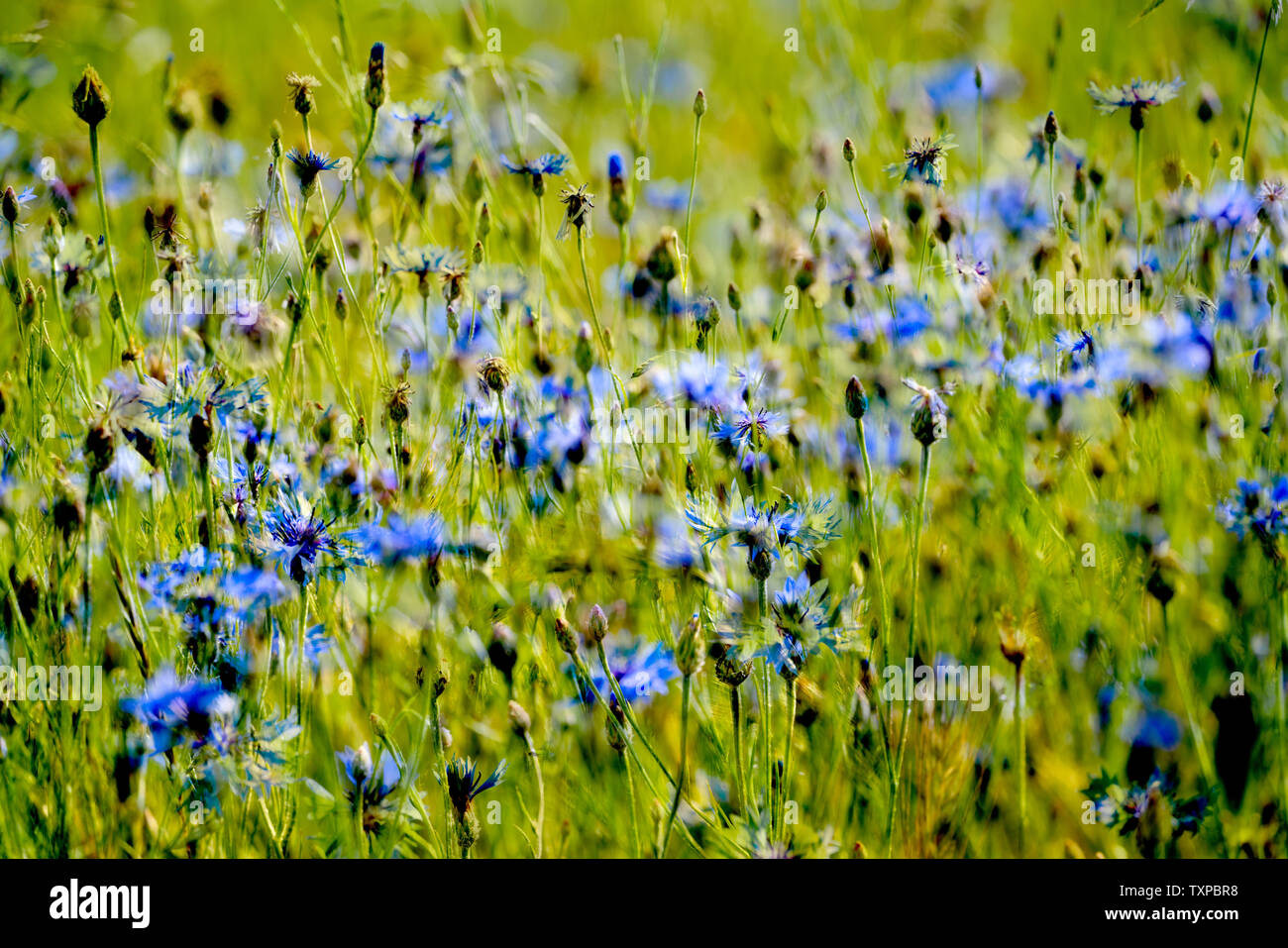 Le bleuet dans un champ d'orge, près de Oberweser Weser, Hautes terres, Thuringe, Hesse, Allemagne Banque D'Images