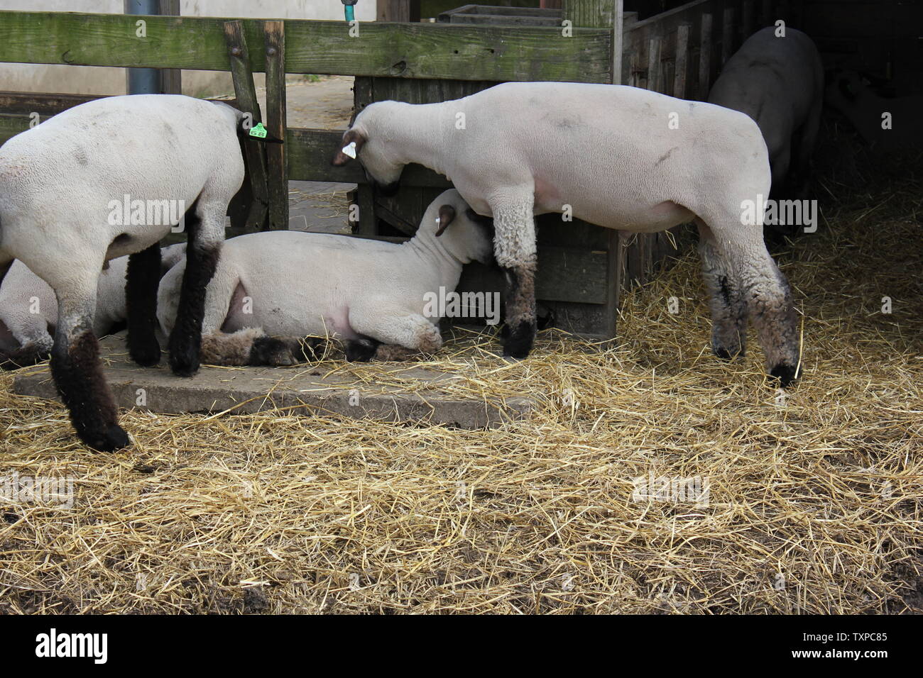 Les moutons domestiques, Ovis aries, race Suffolk, sortir dans leur enclos de porcs à la ferme. Banque D'Images