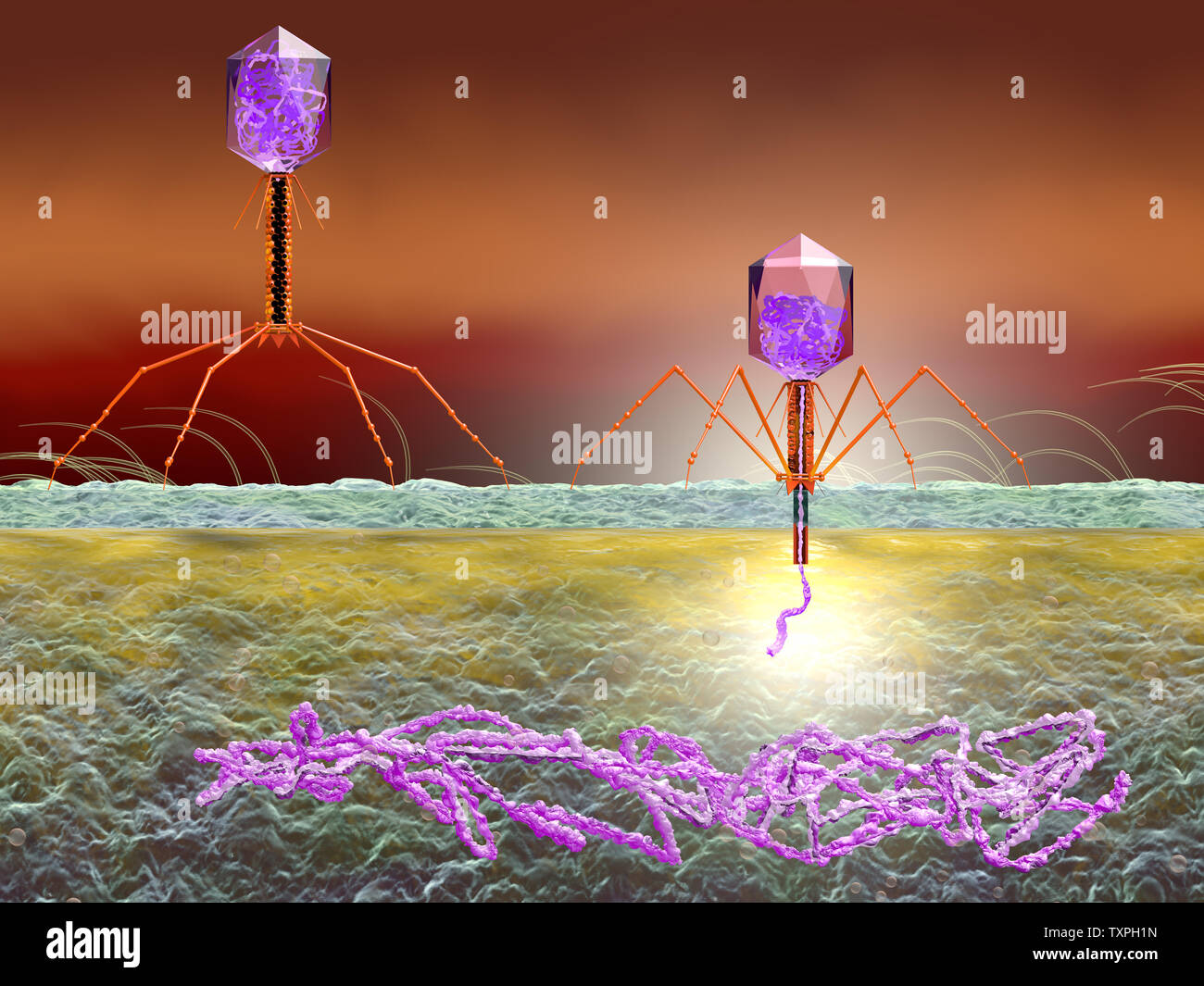 Illustration du bactériophage attaquer la bactérie E. coli et de l'ADN par injection Banque D'Images