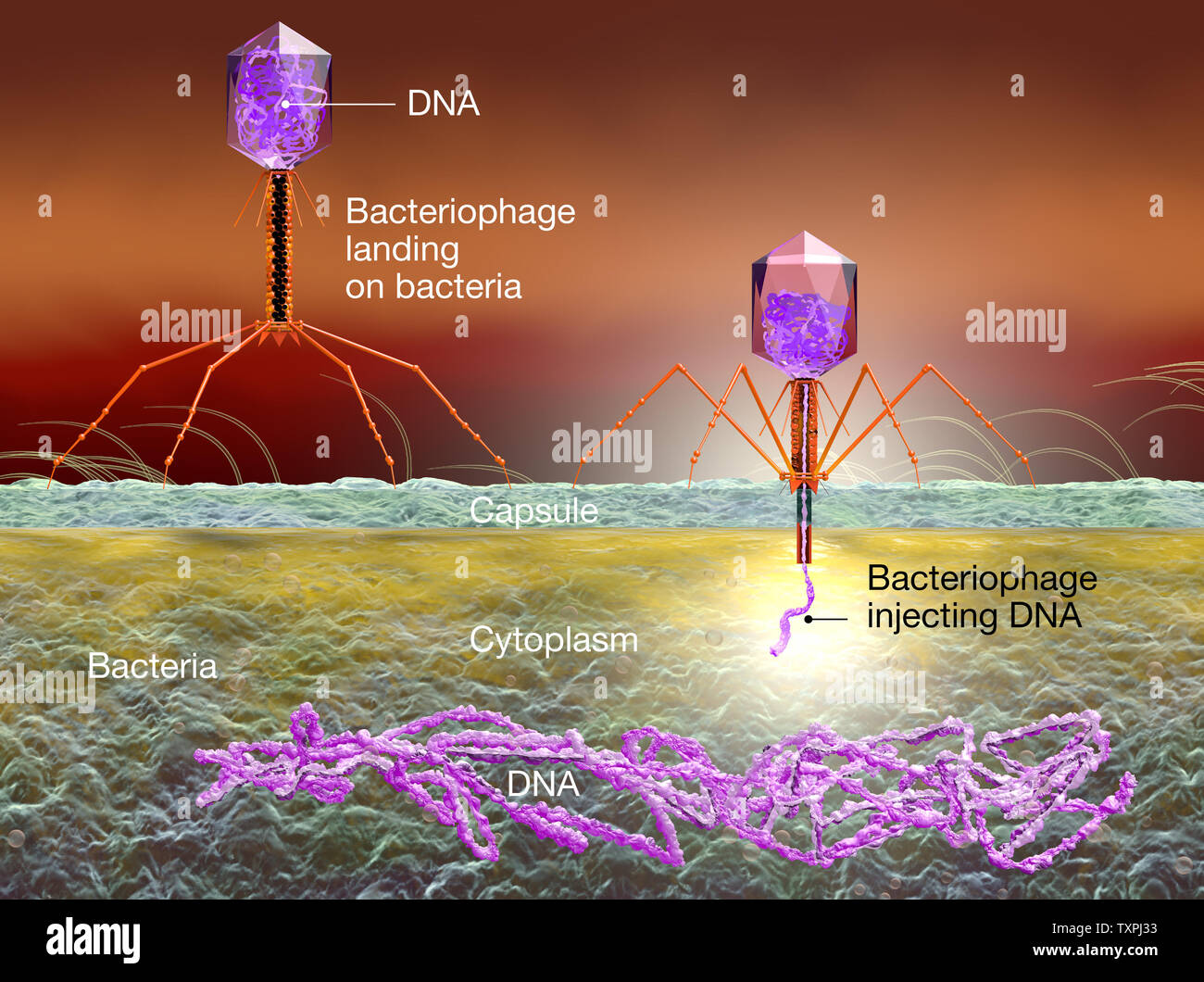 Illustration du bactériophage attaquer la bactérie E. coli et de l'ADN par injection Banque D'Images