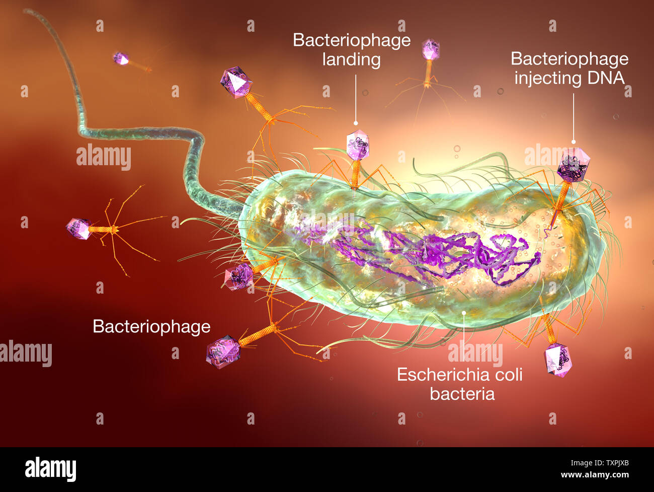 Illustration du bactériophage attaquer la bactérie E. coli Banque D'Images