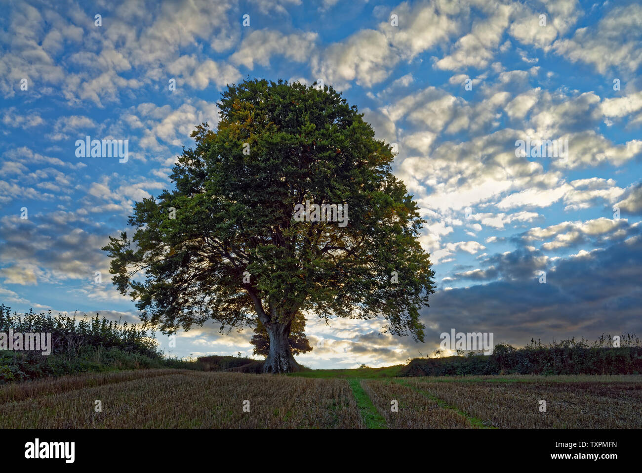 UK,Somerset,Chard,Snowdon Hill,Beech Tree at Sunset Banque D'Images