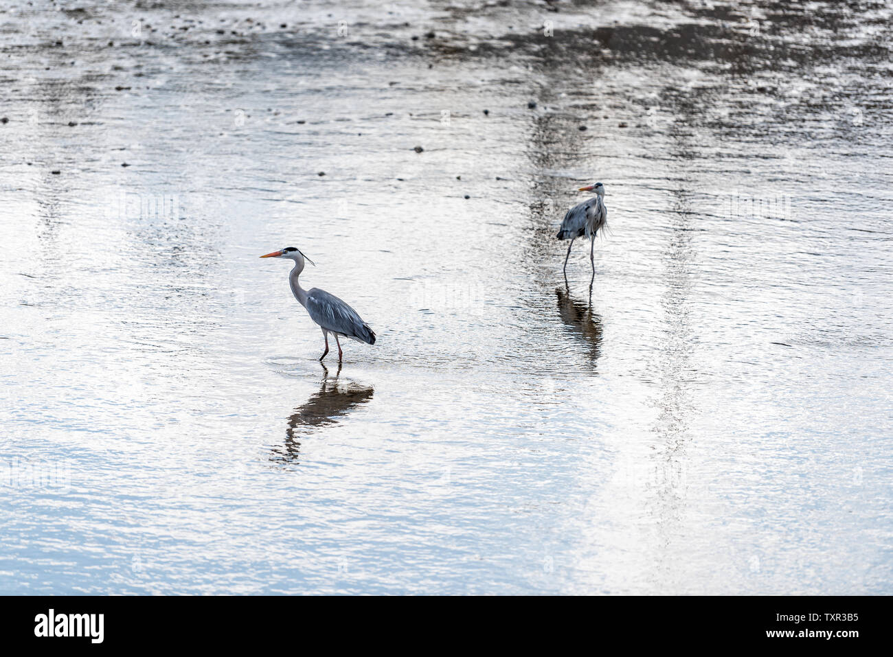 Rivière Kamo et deux oiseaux heron gris à Kyoto, Japon, pataugeant avec reflet bleu dans l'eau Banque D'Images