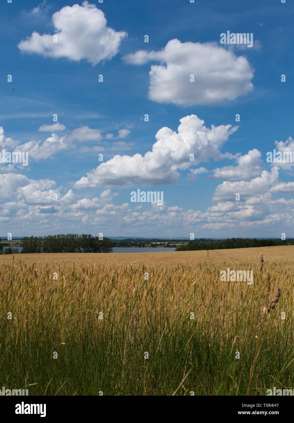 Feld mit blauen Himmel Banque D'Images