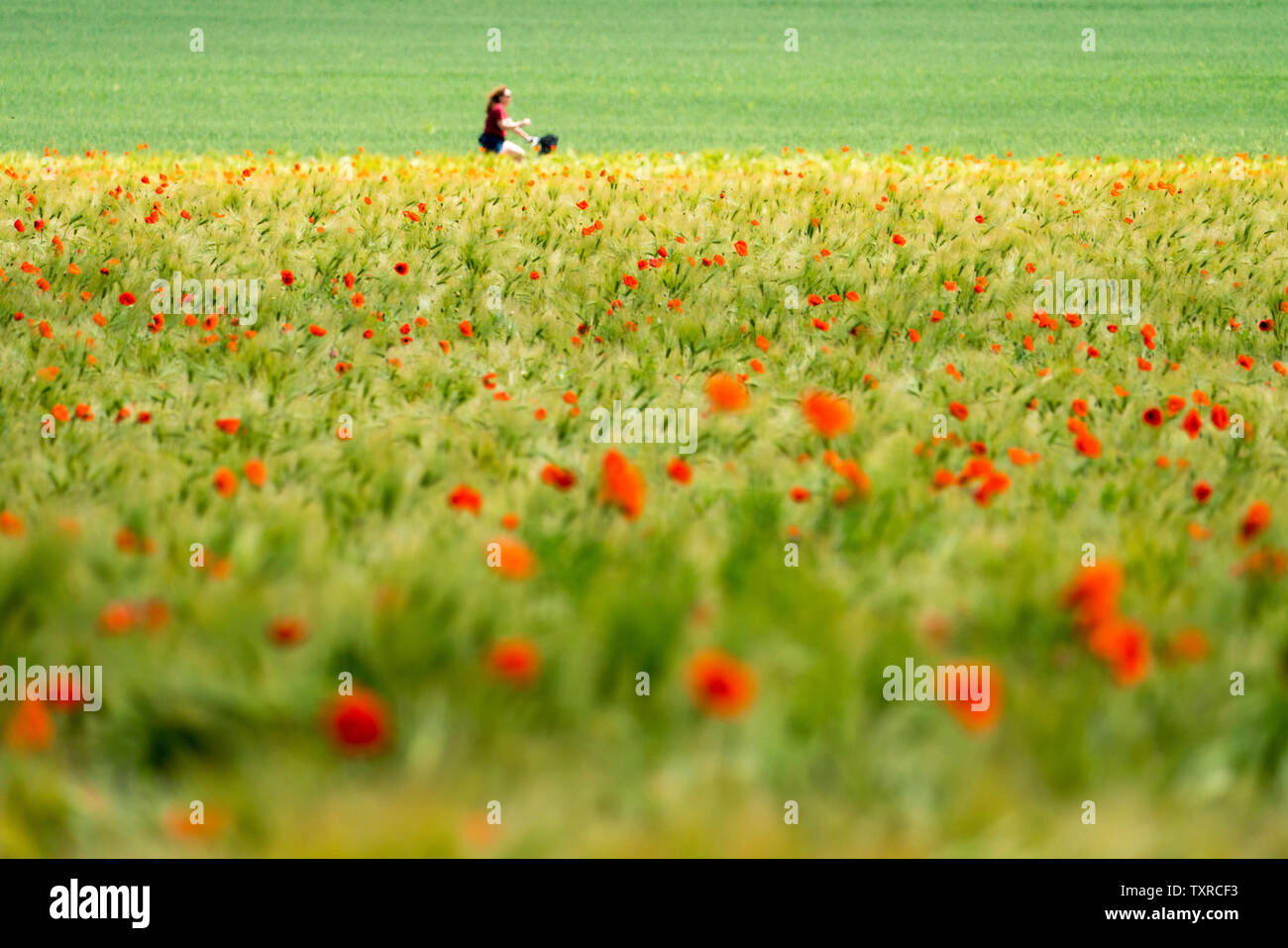 Pavot Rouge commun, champ de maïs, bicyclette, près de Oberweser Weser, Hautes terres, Weserbergland, Hesse, Allemagne Banque D'Images